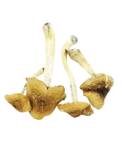 Malabar Cubensis